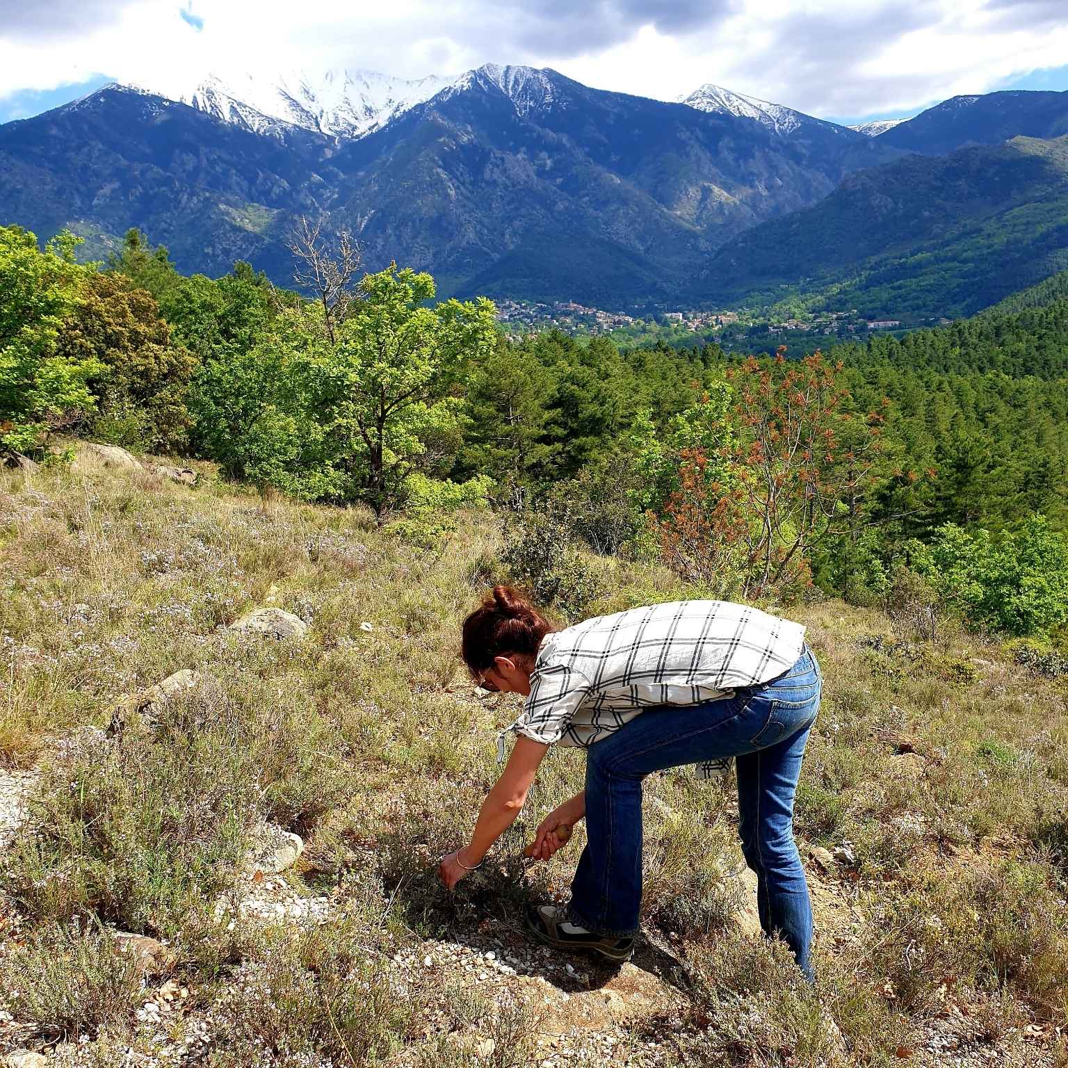 Marine Baudet, herbaliste, cueillant du thym sauvage dans les Pyrénées